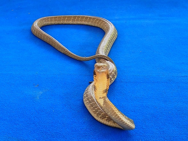 Cobra royal 2,5m